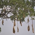 sausage tree