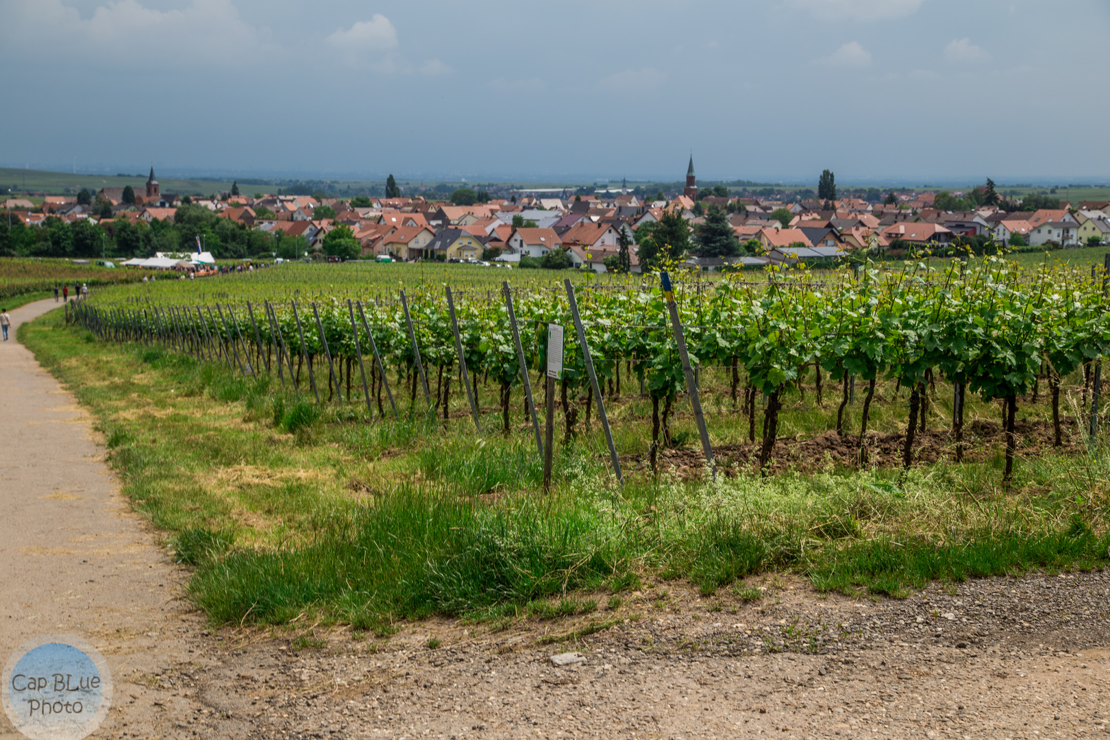 Sausenheimer Weinpfad