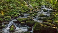 SAUSSBACHKLAMM - Bayerischer Wald