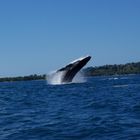 Saut de baleine 1