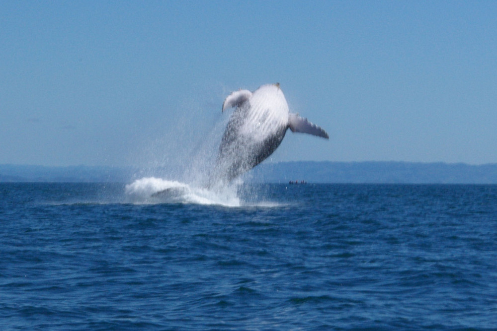 Saut de baleine 2