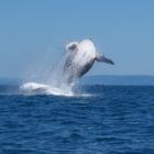 Saut de baleine 2