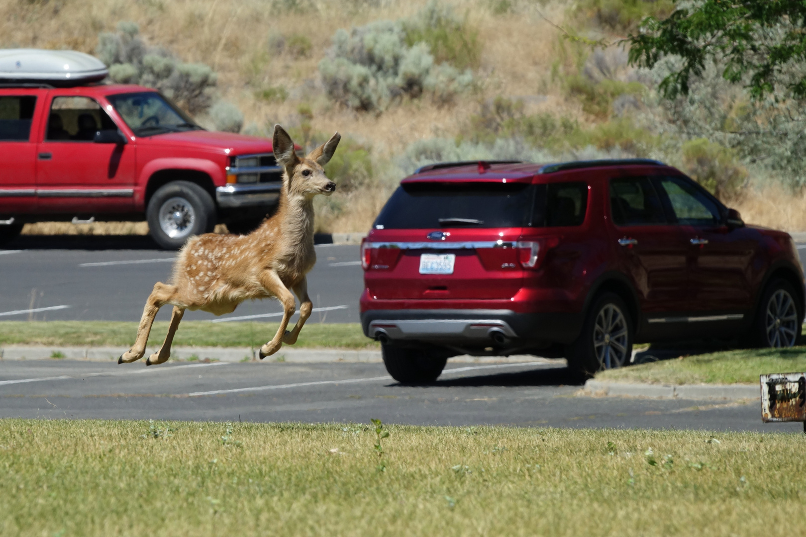 saut de voiture photo et image nature, world, animaux Images