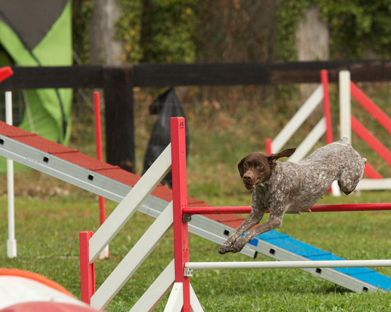 Saut d'obstacle en Agility