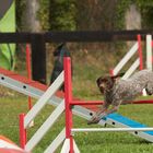 Saut d'obstacle en Agility