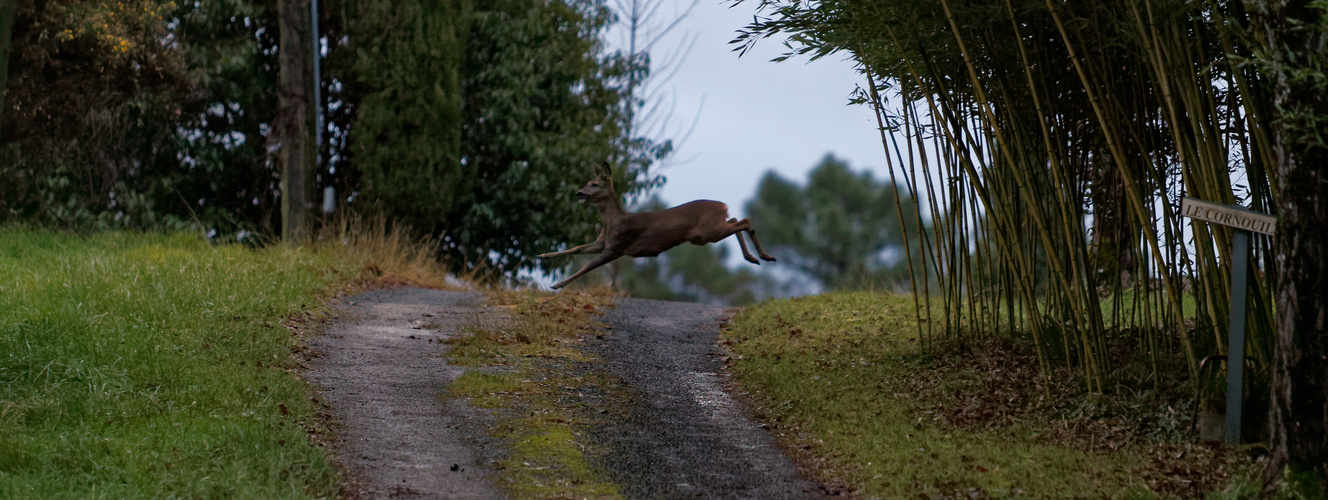 saut du chemin ce matin 