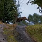 saut du chemin ce matin 