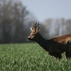 Saut du chevreuil dans les pousses de blé