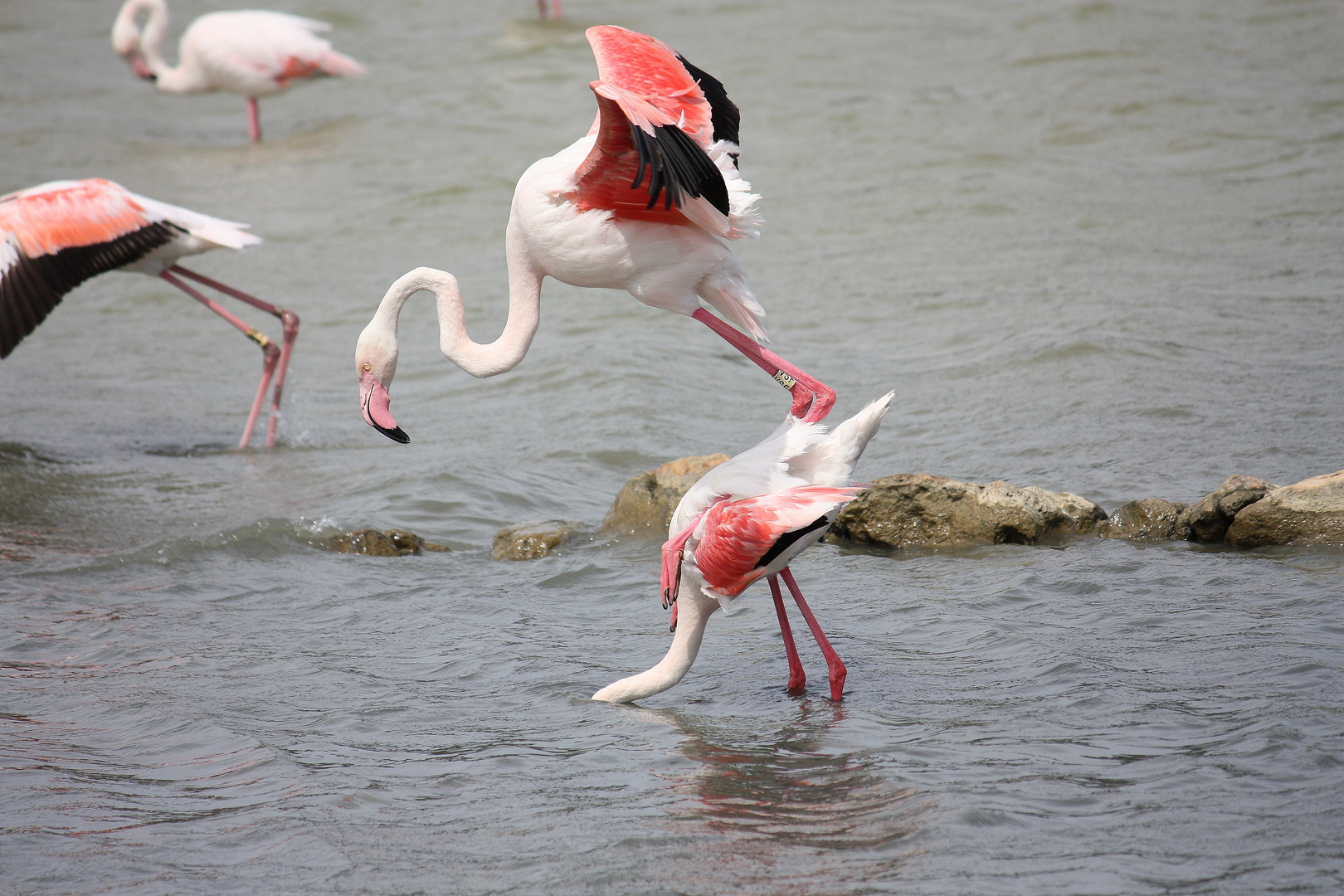 saute flamand rose....