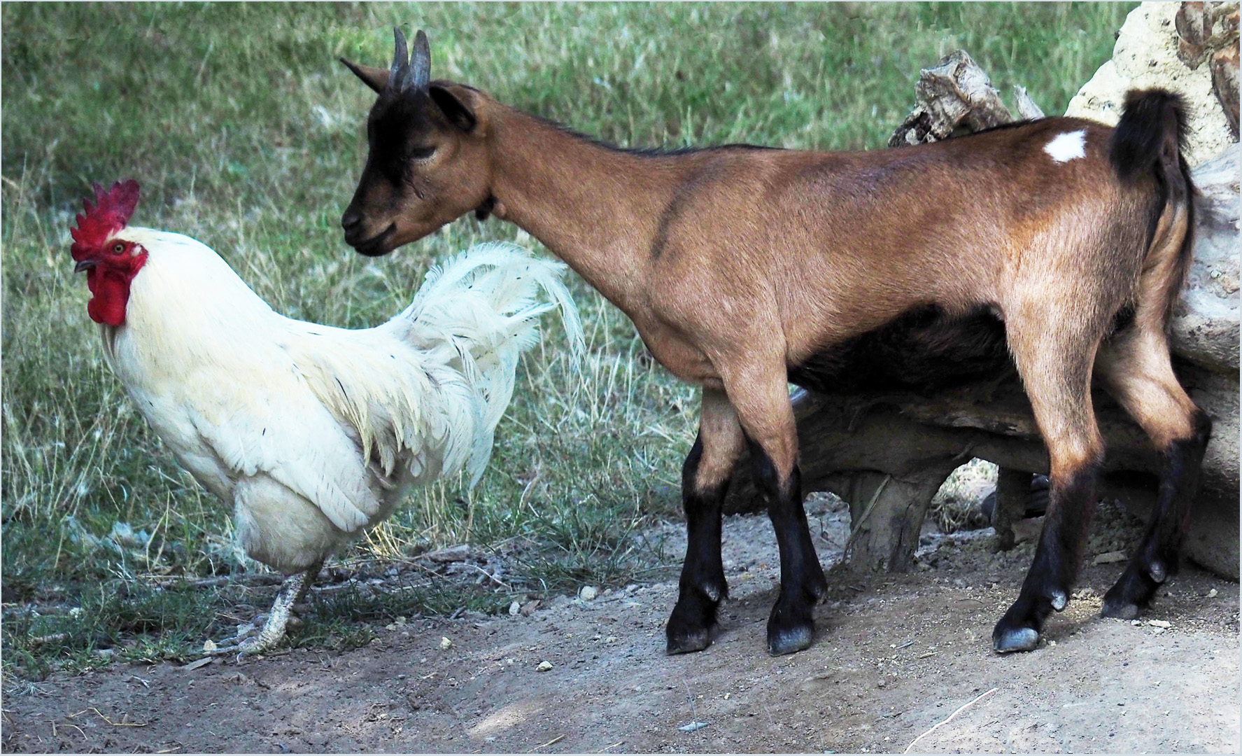 Sauter du coq à …..la chèvre.