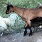 Sauter du coq à …..la chèvre.