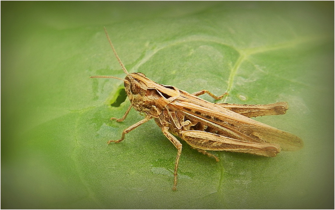 sauterelle photo et image | macro nature, macros, nature Images ...