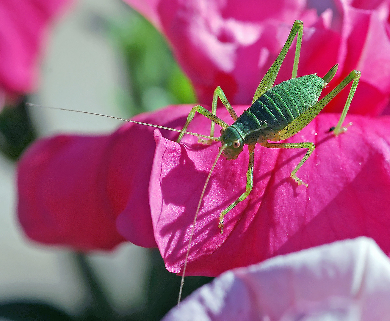 Sauterelle arboricole photo et image macro