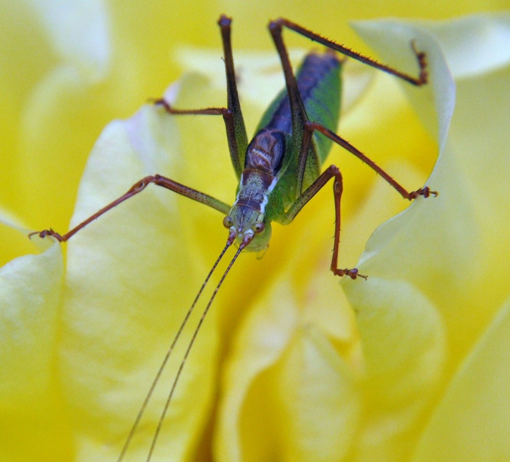 sauterelle auf einer gelbe Rose.... Foto & Bild tiere, wildlife