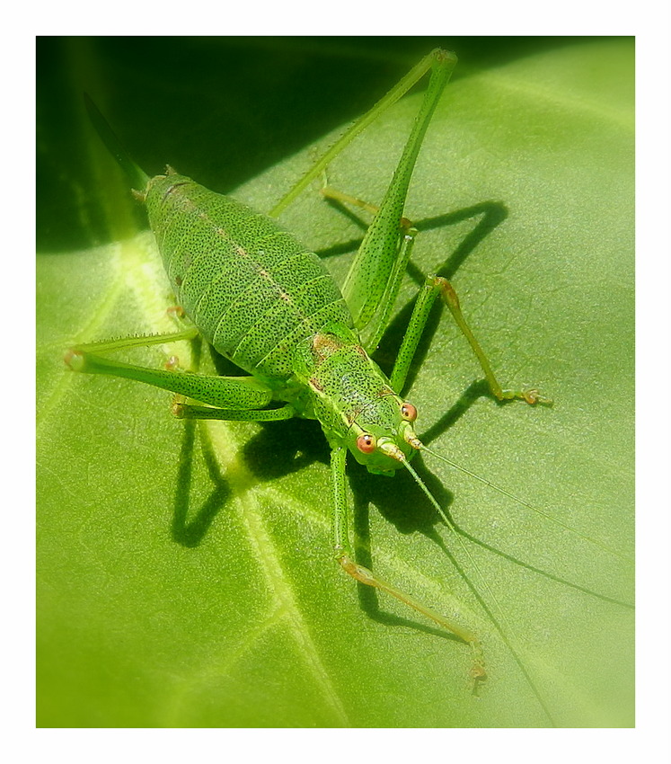 sauterelle photo et image | macro nature, macros, nature Images ...