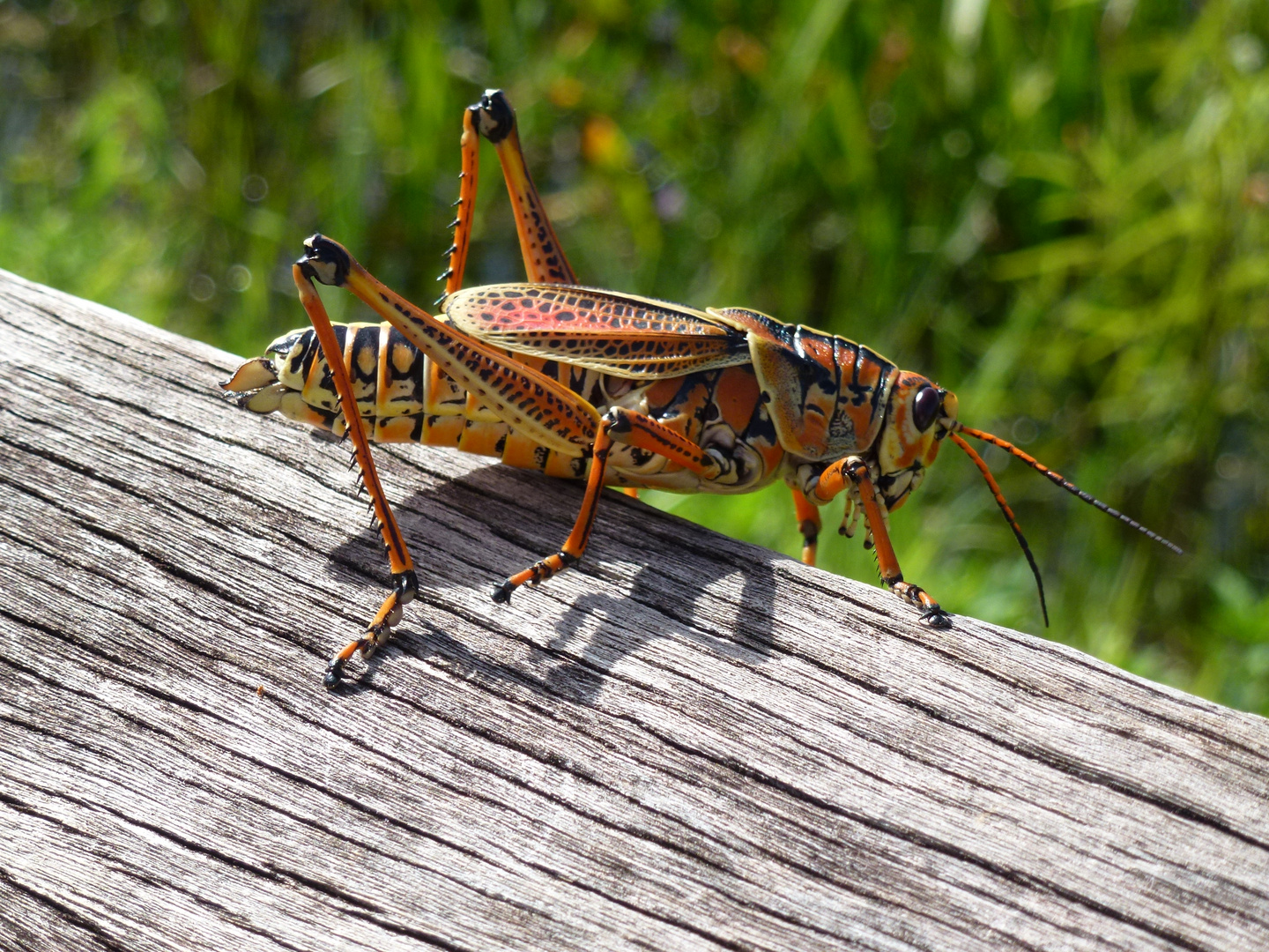 Sauterelle dans les Everglades