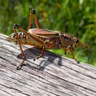 Sauterelle dans les Everglades