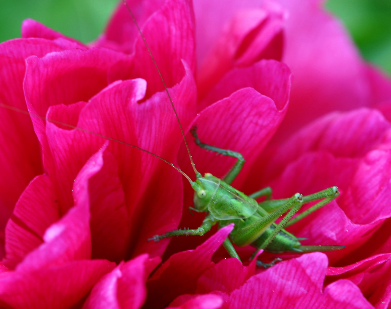 SAUTERELLE DANS PIVOINE