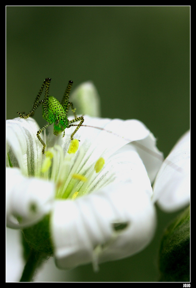 ...Sauterelle de mon jardin...