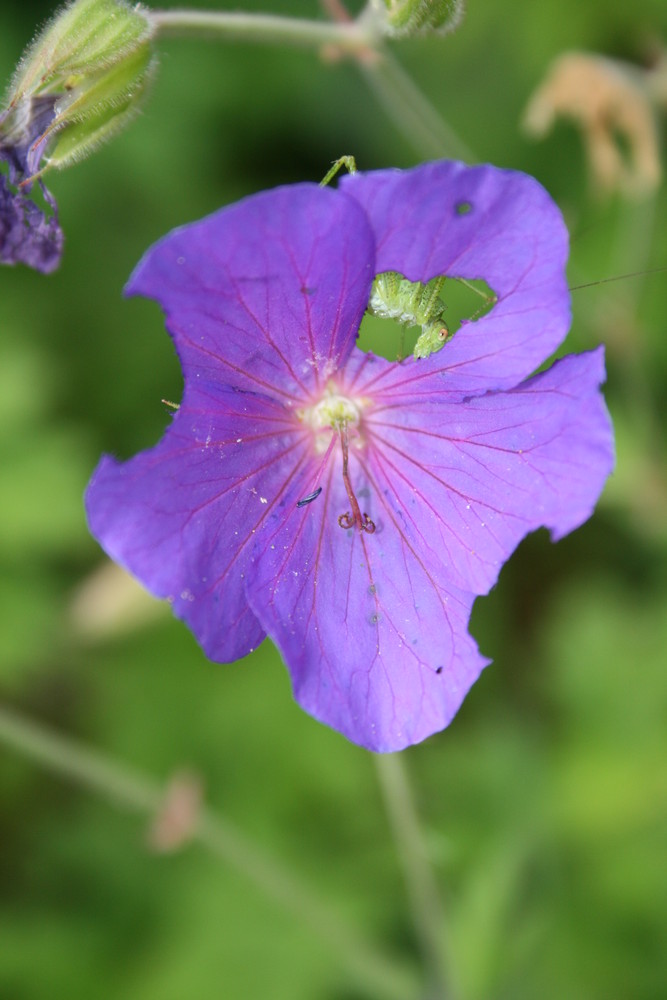 sauterelle dévorant une fleure