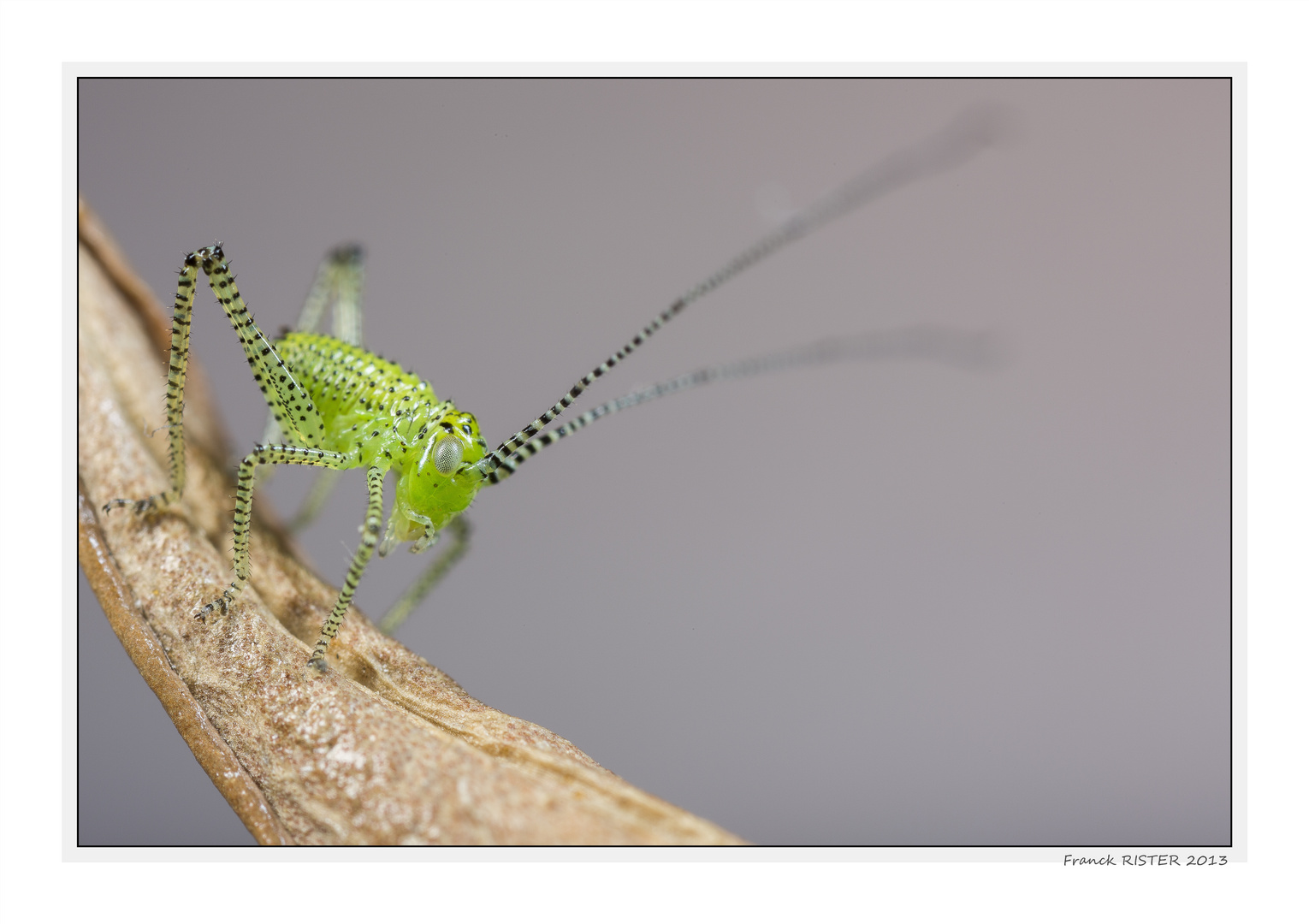 sauterelle juvenile