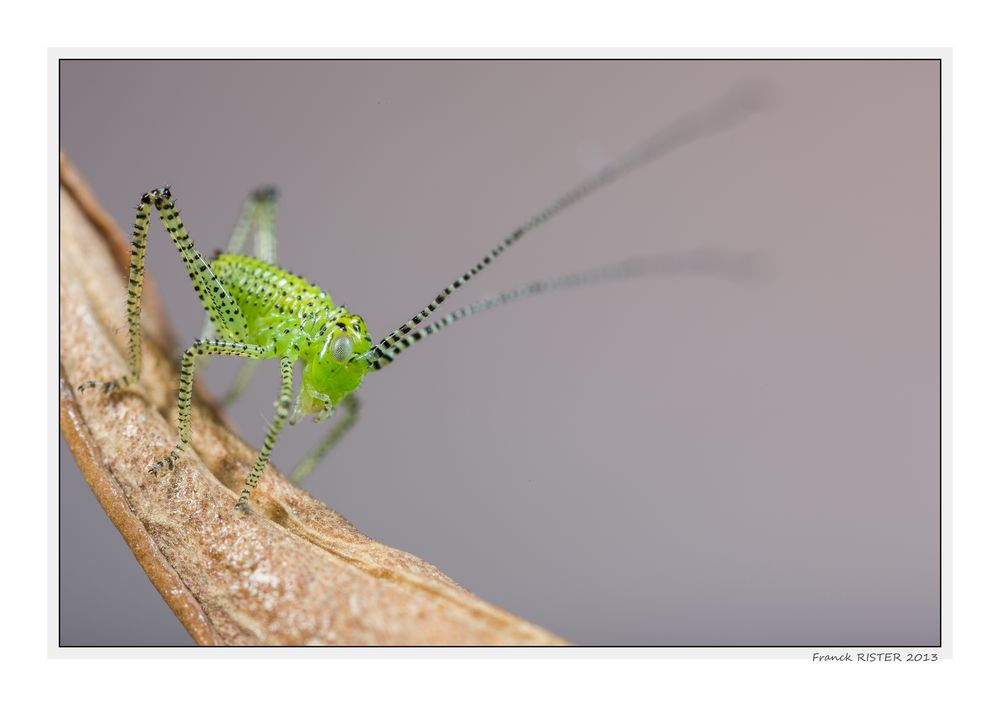 sauterelle juvenile