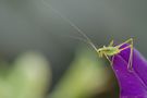 Sauterelle juvenile de simplement-nature 