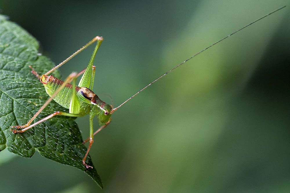 Sauterelle : Leptophyes punctatissima mâle (Phanopteridae)