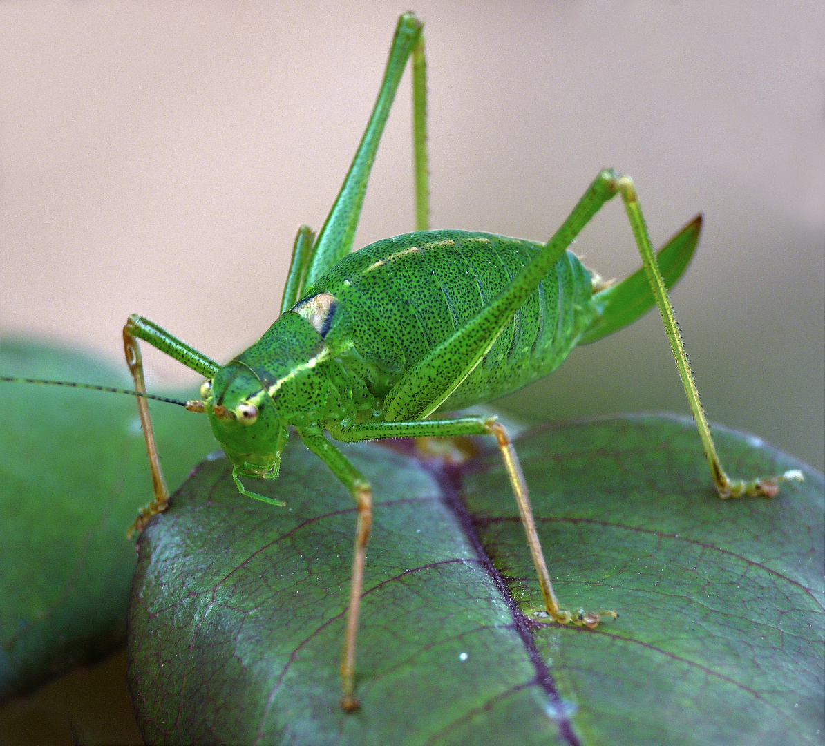 Sauterelle ponctuée