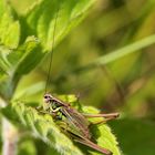 Sauterelle sur feuille de menthe