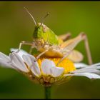 Sauterelle sur marguerite