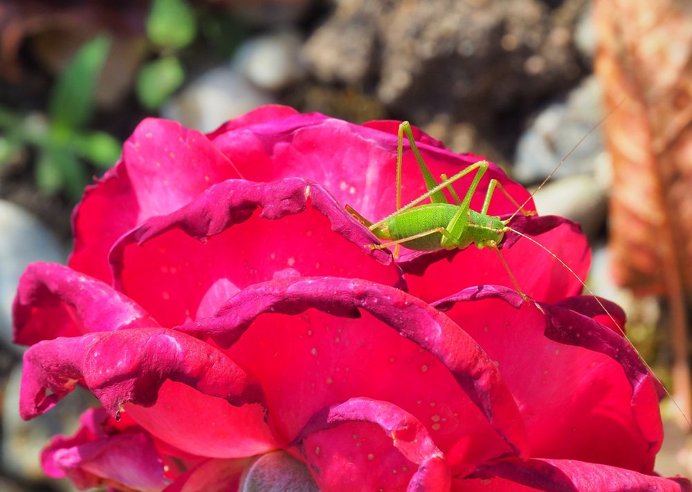 Sauterelle sur rose