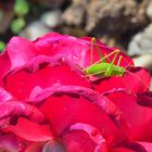 Sauterelle sur rose