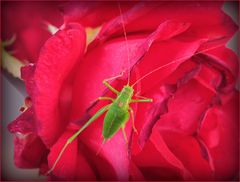 Sauterelle sur rose rouge…