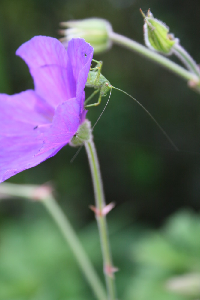 Sauterelle sur une fleure