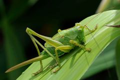 Sauterelle : Tettigonia viridissima femelle juvénile (Tettigoniidae)