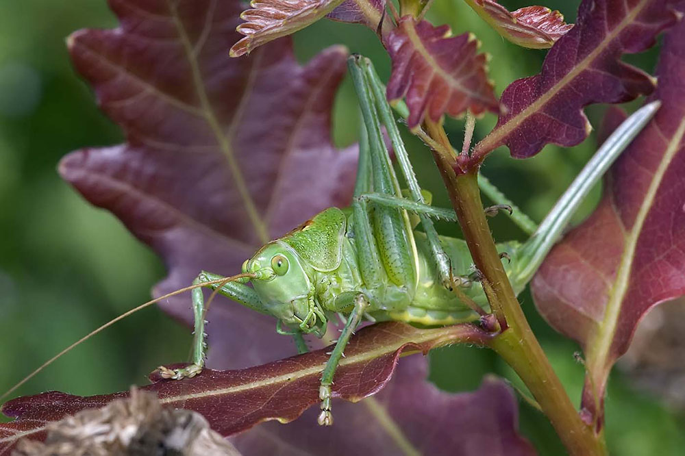 Sauterelle : Tettigonia viridissima femelle juvénile (Tettigoniidae)