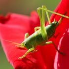 Sauterelle -Tettigonia-viridissima - Juvenil