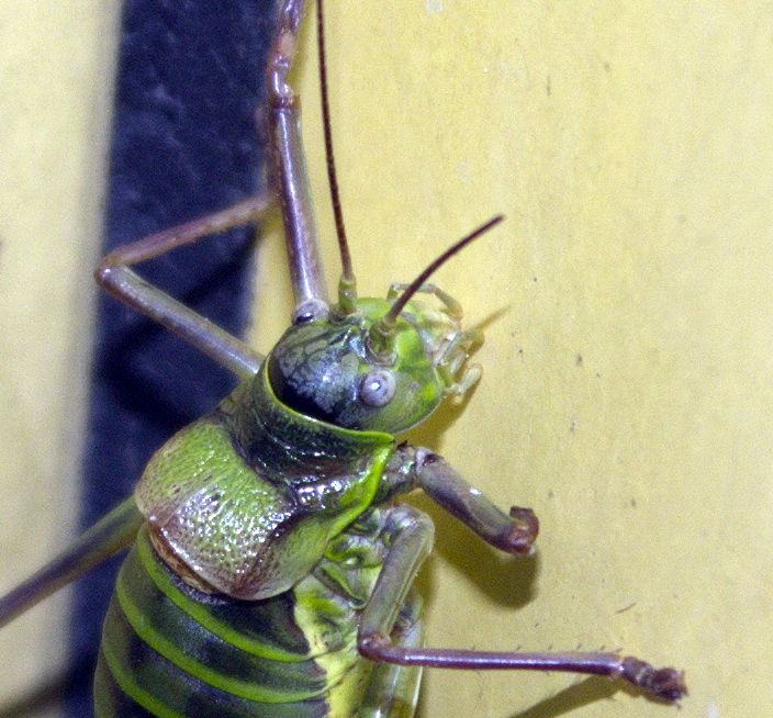 Sauterelle Verte