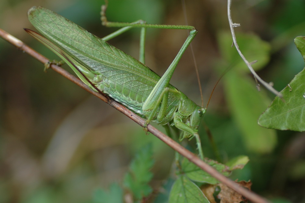 Sauterelle verte