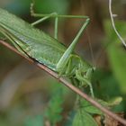 Sauterelle verte