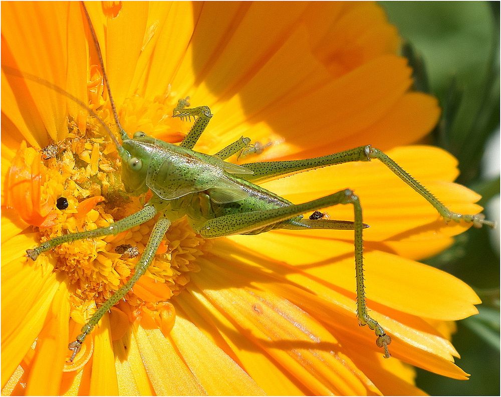 sauterelle verte