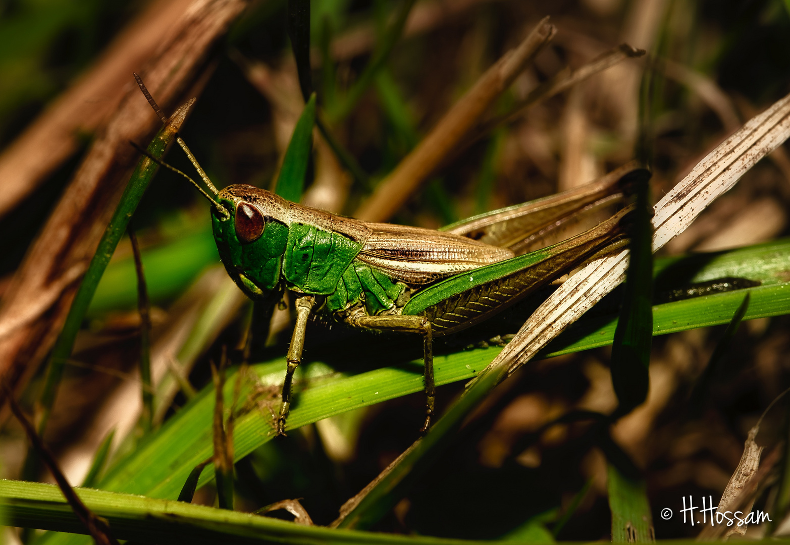 Sauterelle Verte