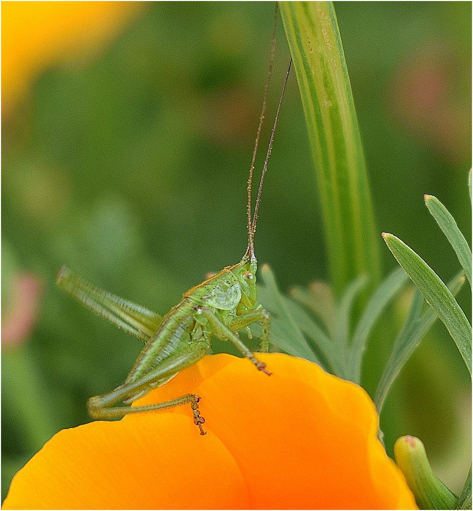 sauterelle verte