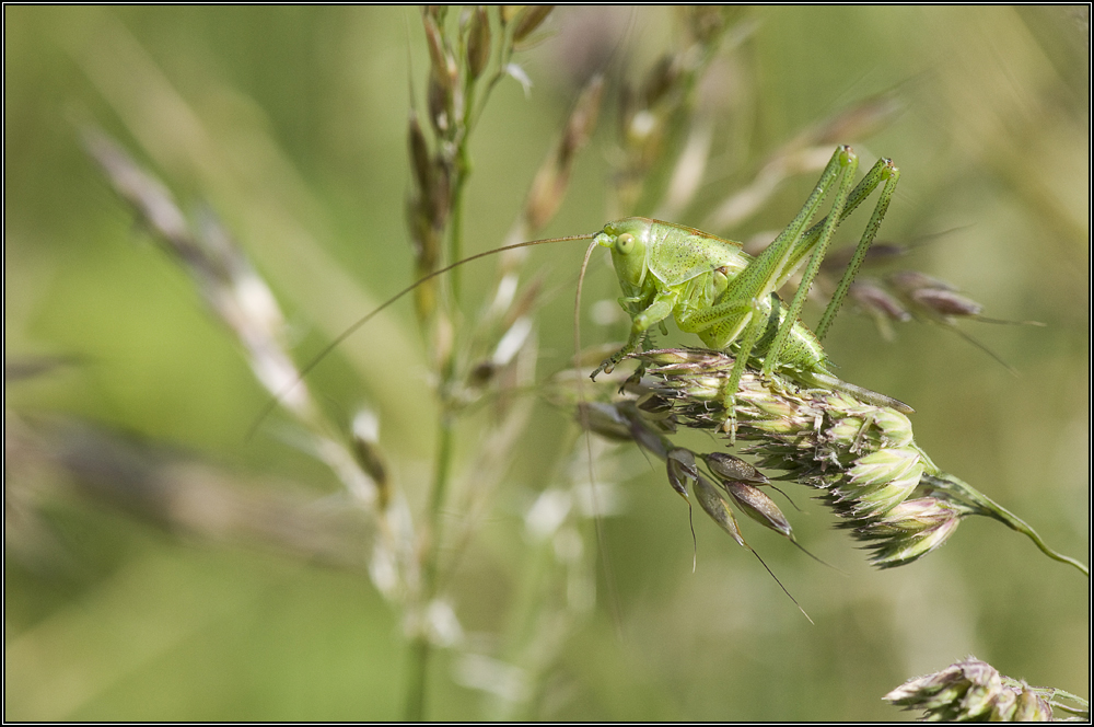 Sauterelle verte