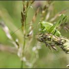 Sauterelle verte