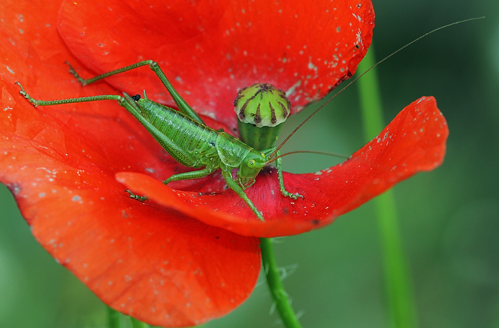 sauterelle verte