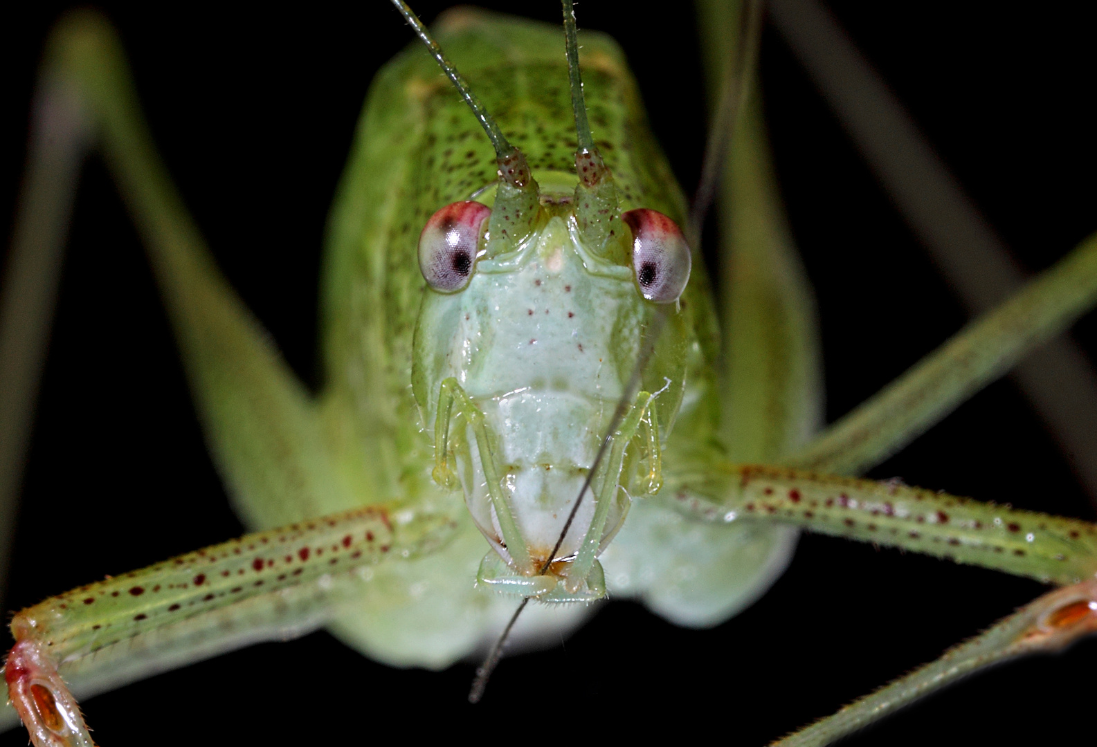 sauterelle verte