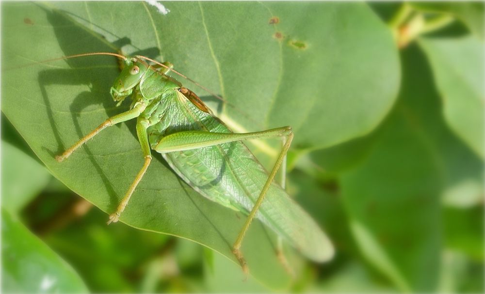 sauterelle verte