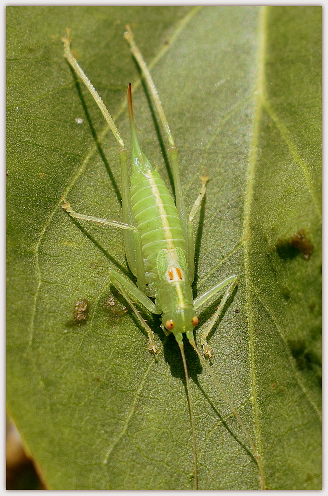 sauterelle verte